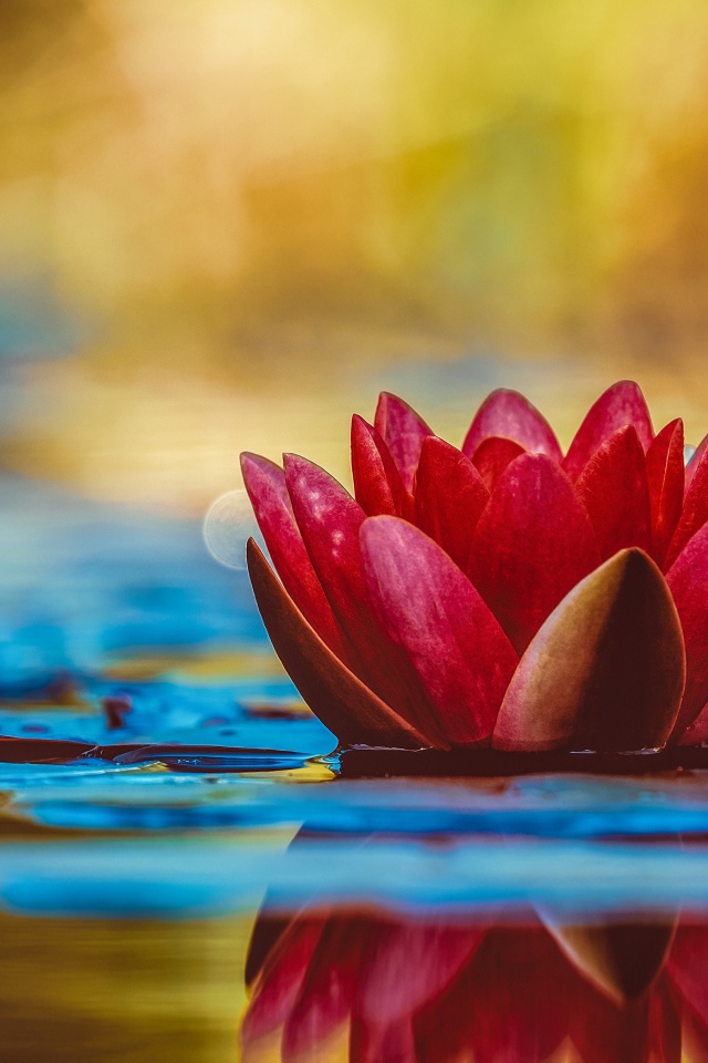 Розовый цветок лотоса в воде с зелеными листьями