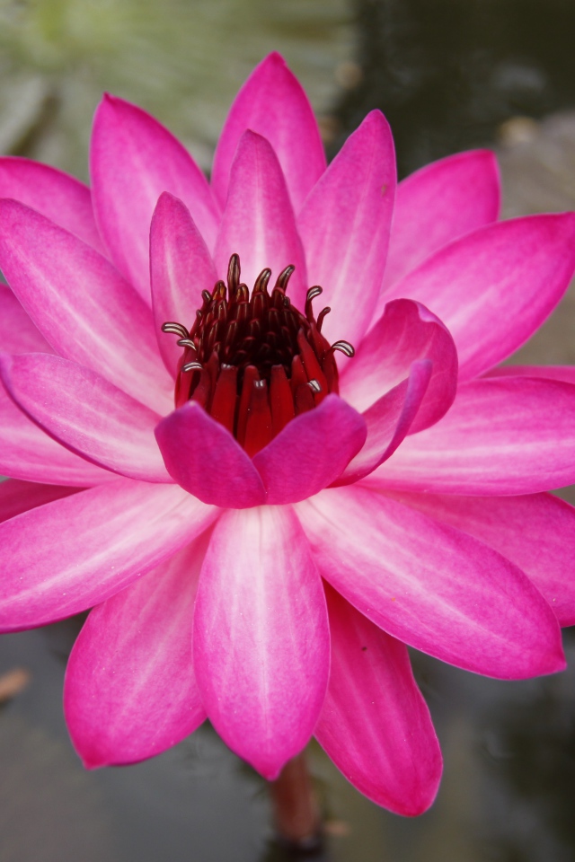 Розовый цветок лотоса с листьями в воде