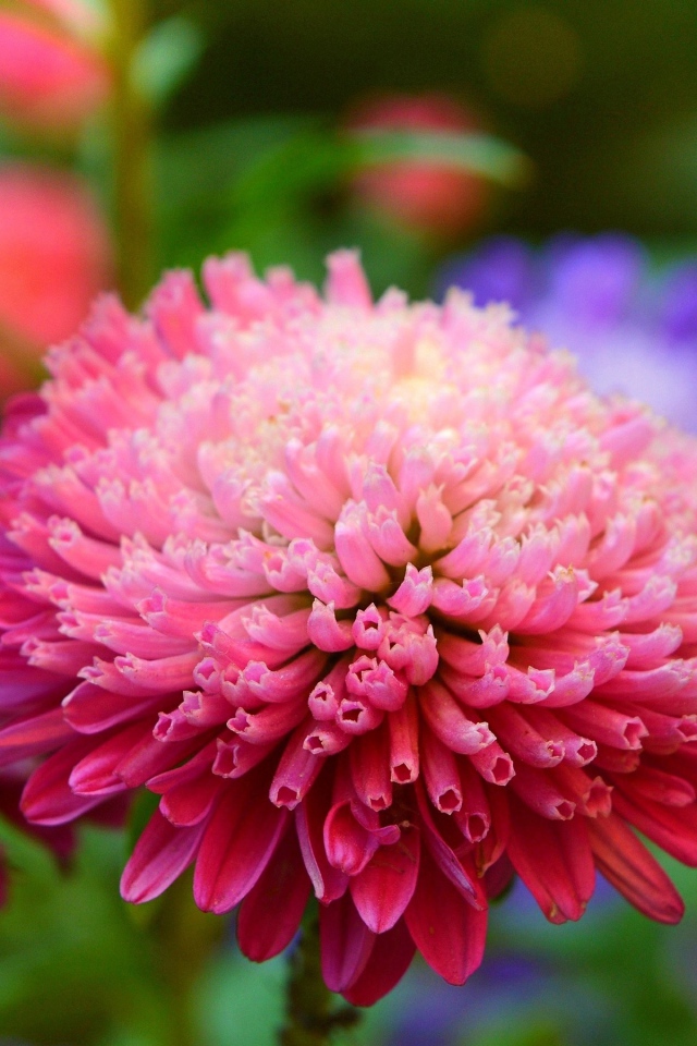 Розовый пышный цветок астры крупным планом