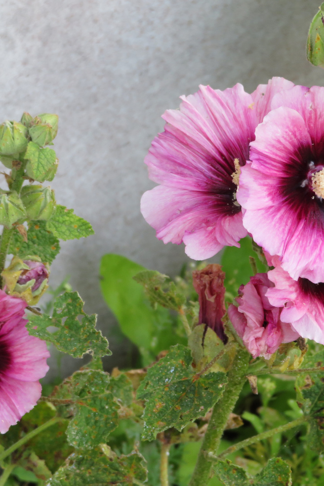 Розовые цветы мальва у стены