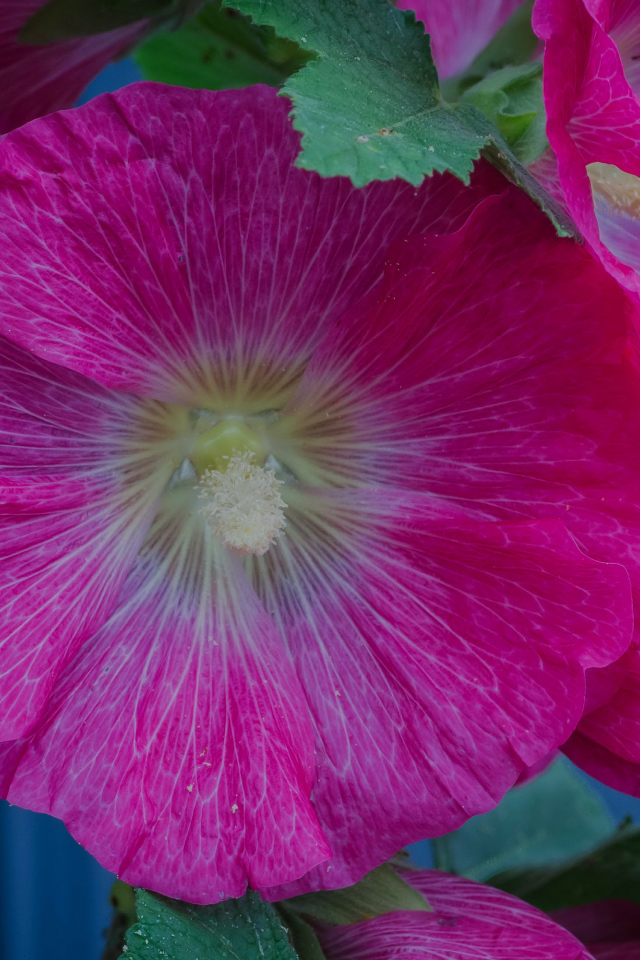 Розовые цветы мальвы с зелеными листьями крупным планом