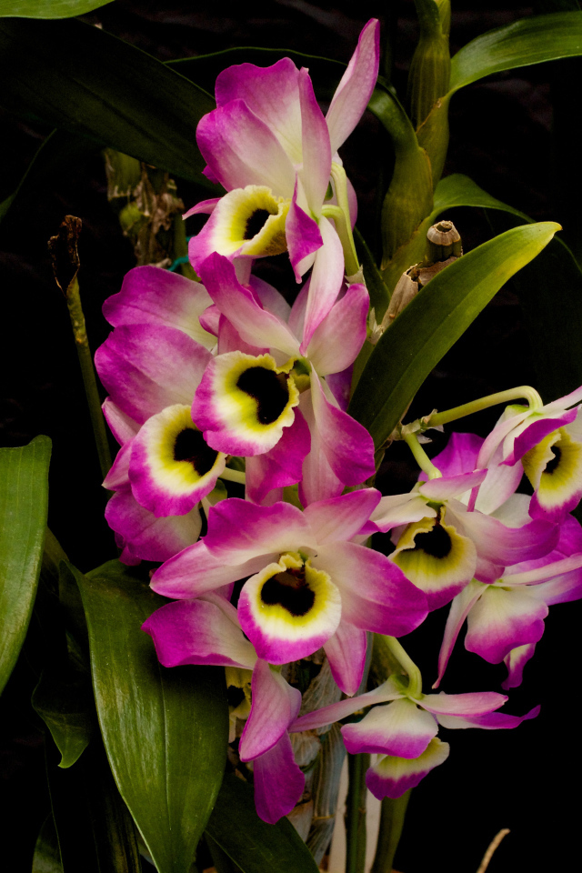 Розовые цветы орхидеи с зелеными листьями на черном фоне