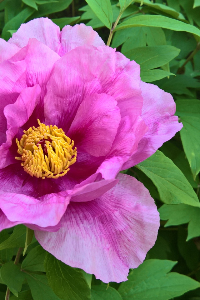 Розовый цветок пиона на клумбе крупным планом