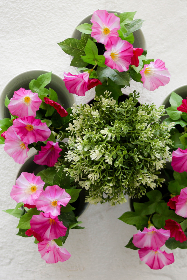 Розовые цветы петунии на сером фоне