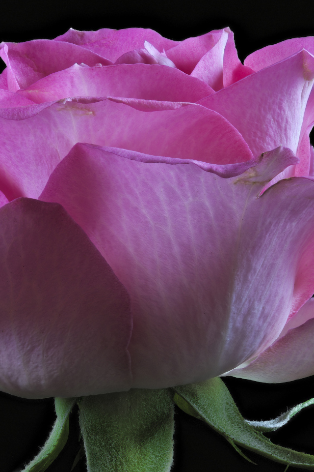 Розовая роза с нежными лепестками на черном фоне