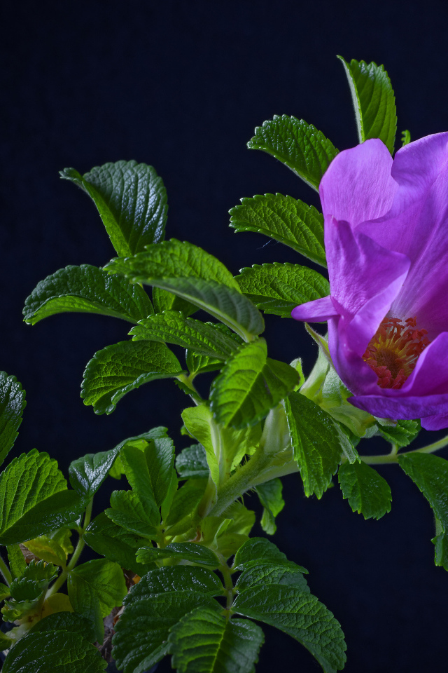 Розовая роза с зелеными листьями на синем фоне