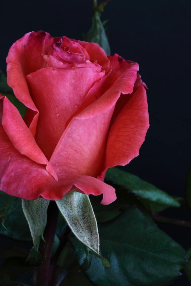 Розовая роза с крупными зелеными листьями на сером фоне