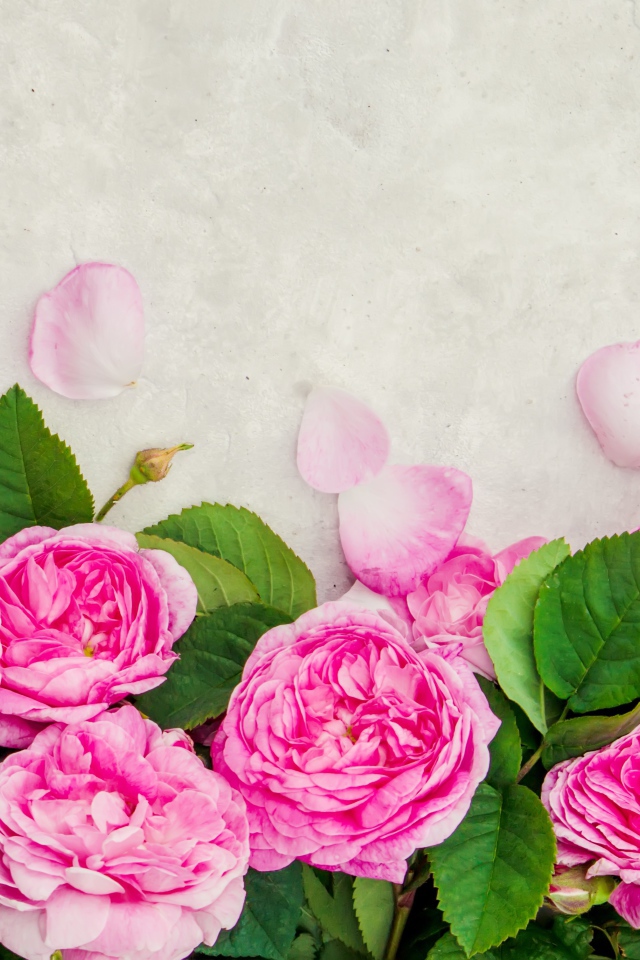 Розовые розы с лепестками на сером фоне