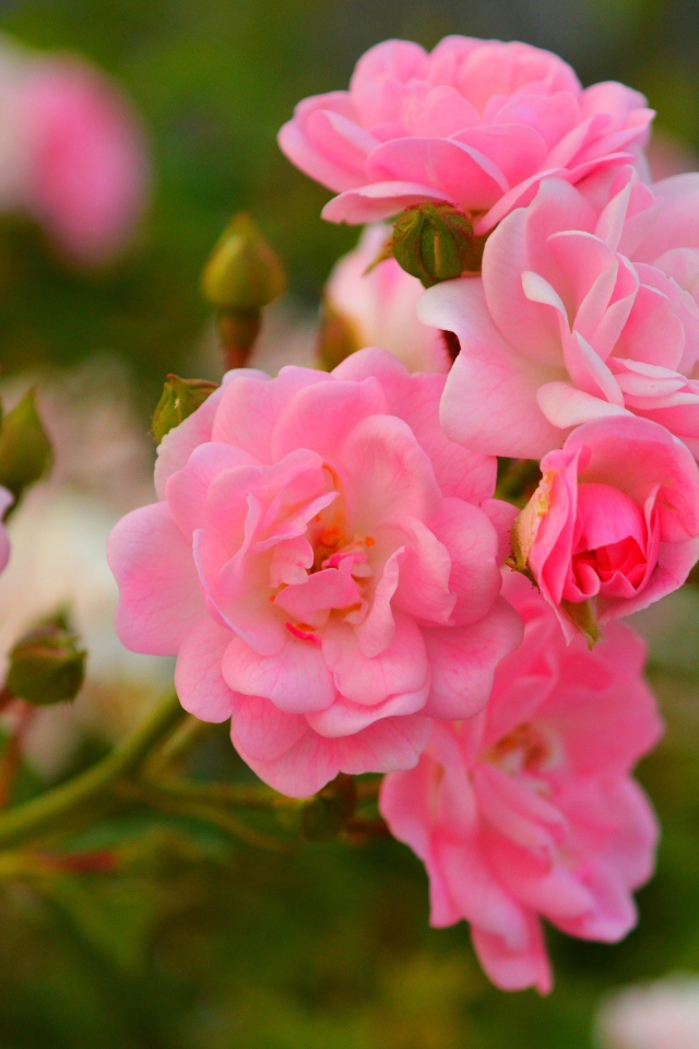 Розовые мелкие розы с бутонами на клумбе