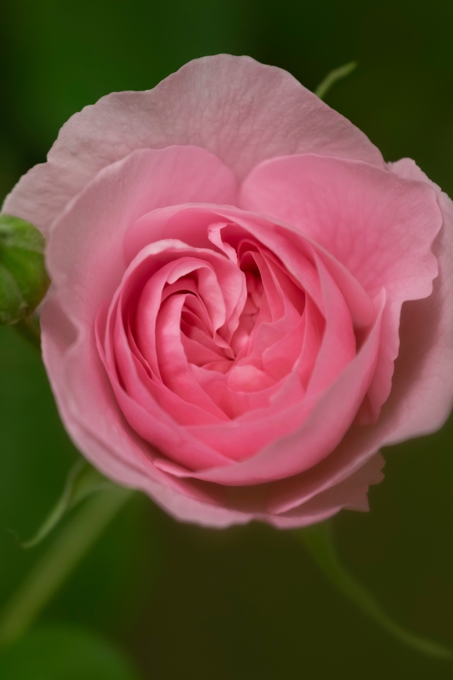 Розовая нежная роза с бутоном крупным планом