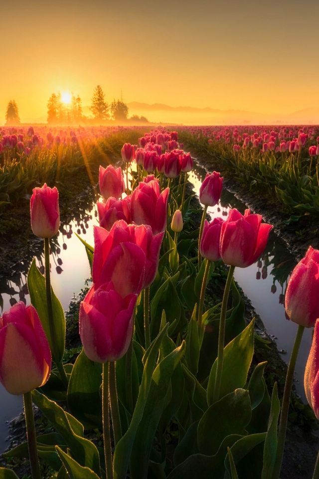 Розовые тюльпаны на рассвете после дождя 