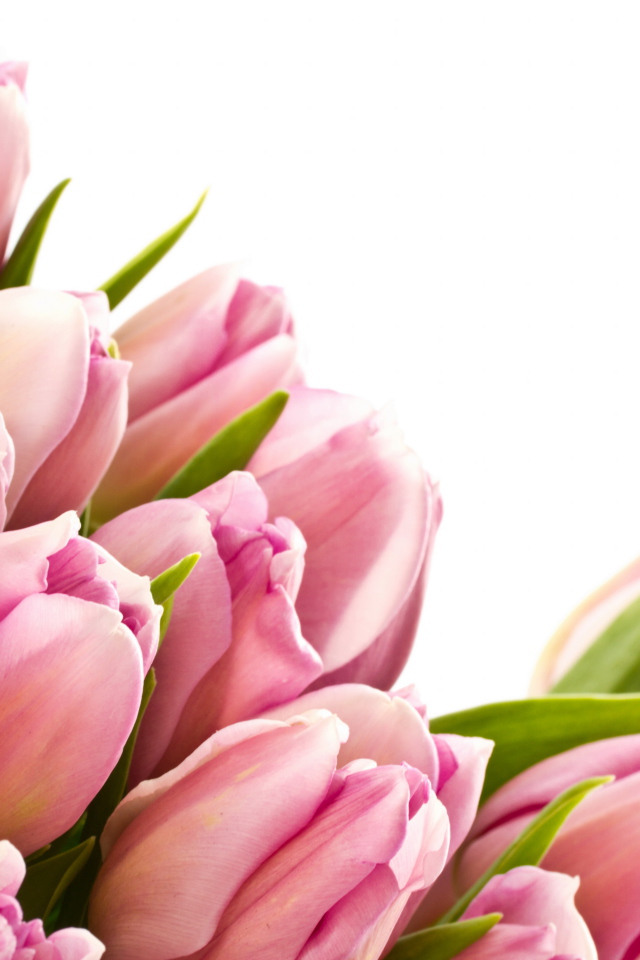 Розовые тюльпаны с зелеными листьями на белом фоне 