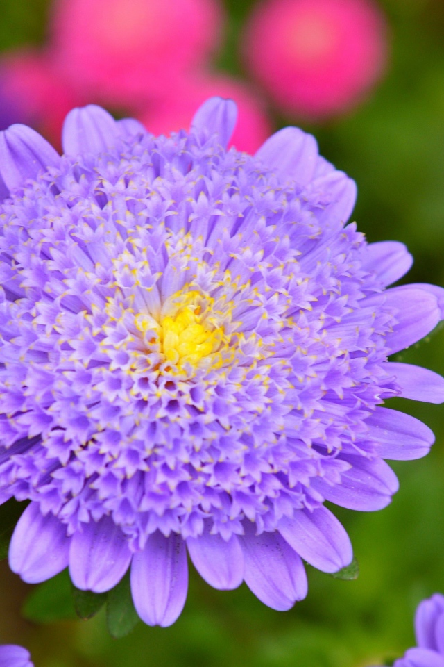 Фиолетовый цветок астры крупным планом