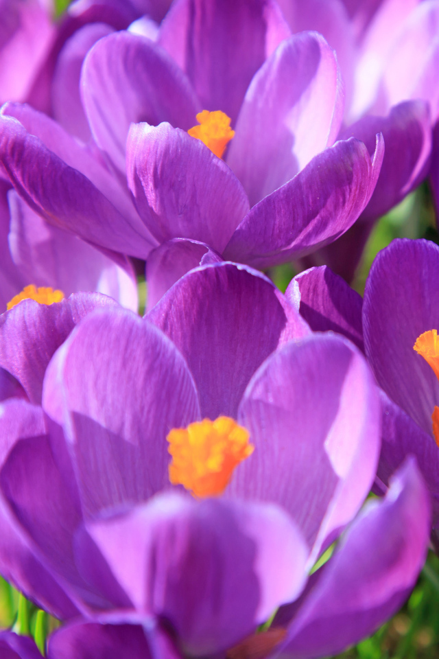 Фиолетовые крокусы в лучах солнца крупным планом