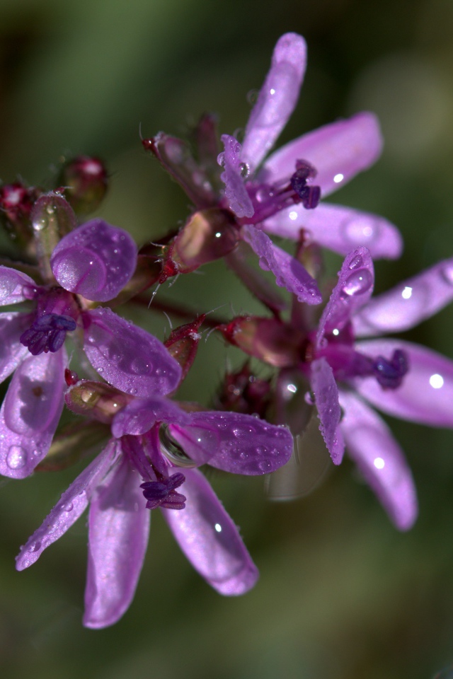 Фиолетовый цветок петрея в каплях росы