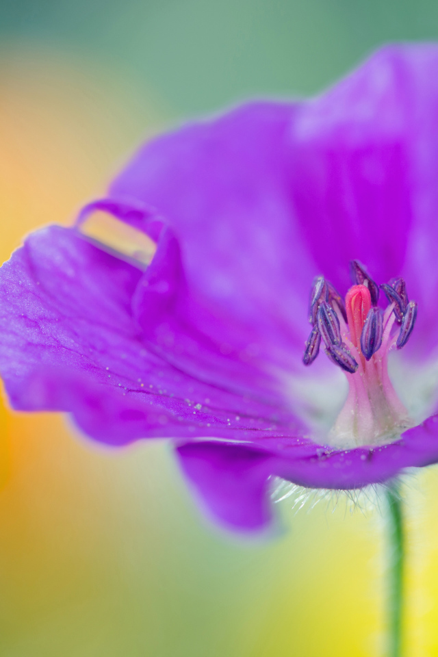 Фиолетовый цветок герани крупным планом