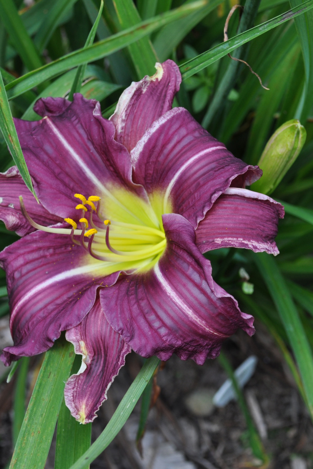 Фиолетовая лилия в зеленых листьях 