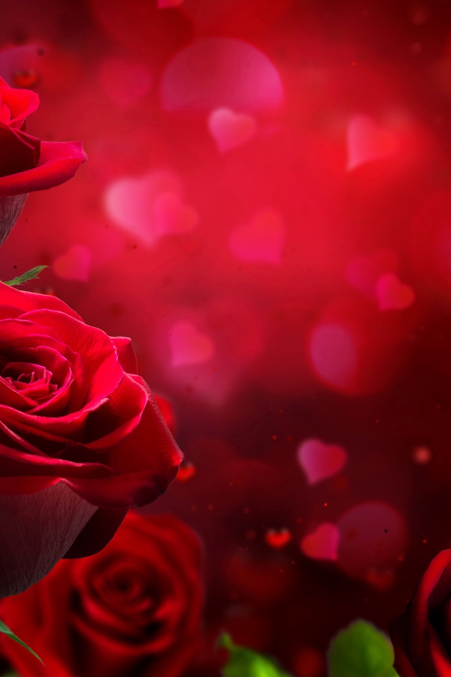 Красные английские розы на красном фоне