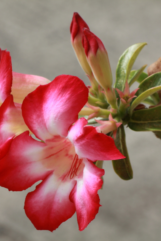 Красные с белым цветы кампсис с бутонами на ветке