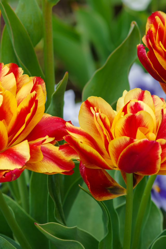 Красные с желтым цветы тюльпаны на клумбе