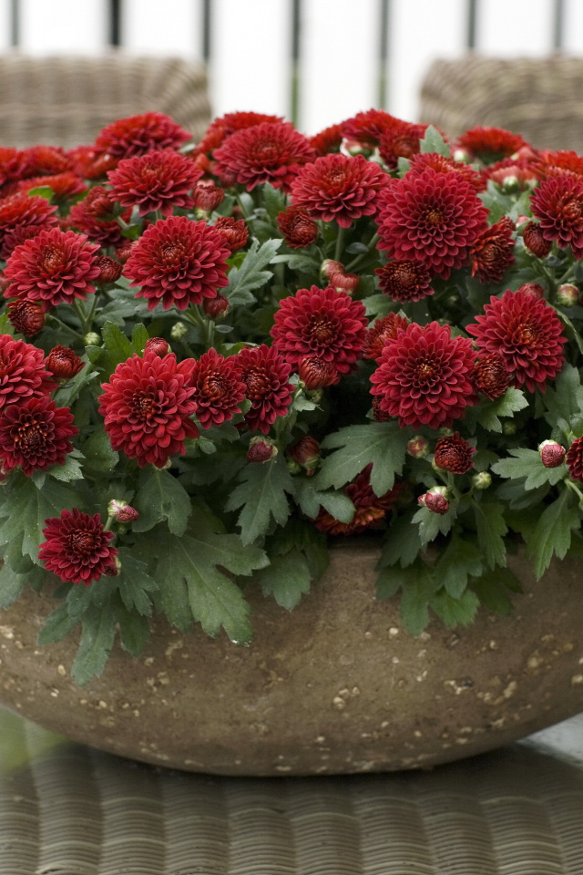 Красные красивые цветы хризантемы на клумбе