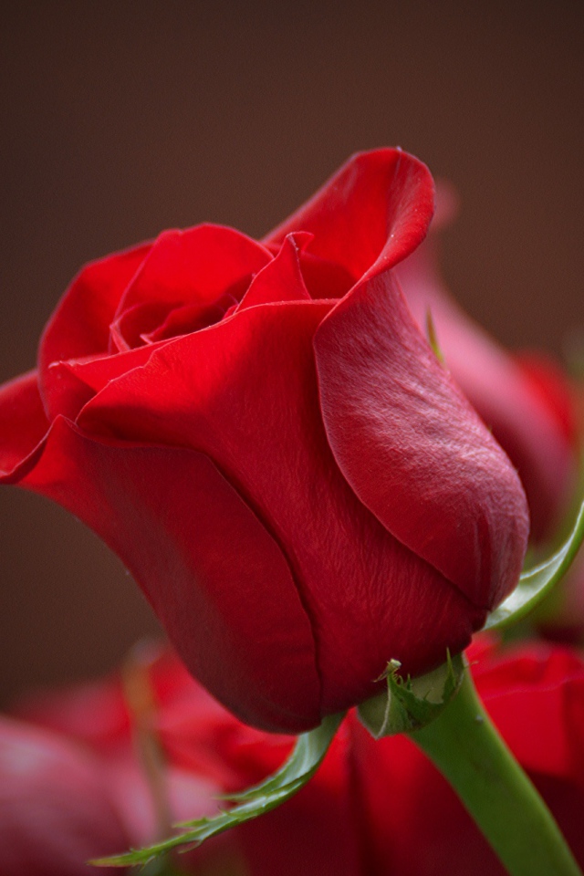 Красная английская роза крупным планом