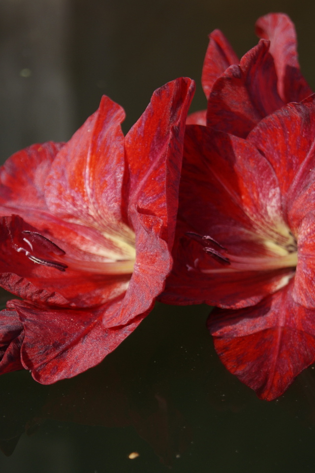 Красный цветок гладиолуса лежит в воде