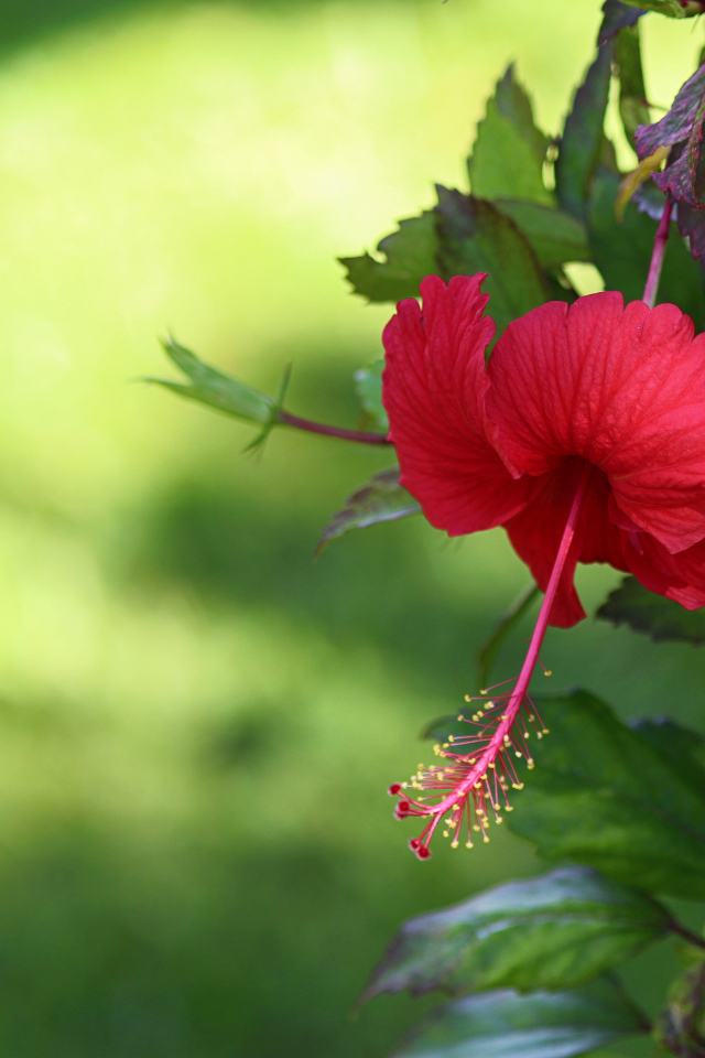 Красный цветок гибискуса с зелеными листьями