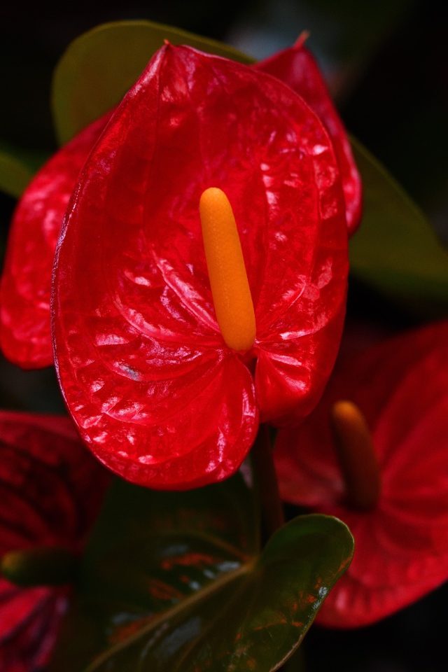 Красные комнатные цветы антуриум крупным планом