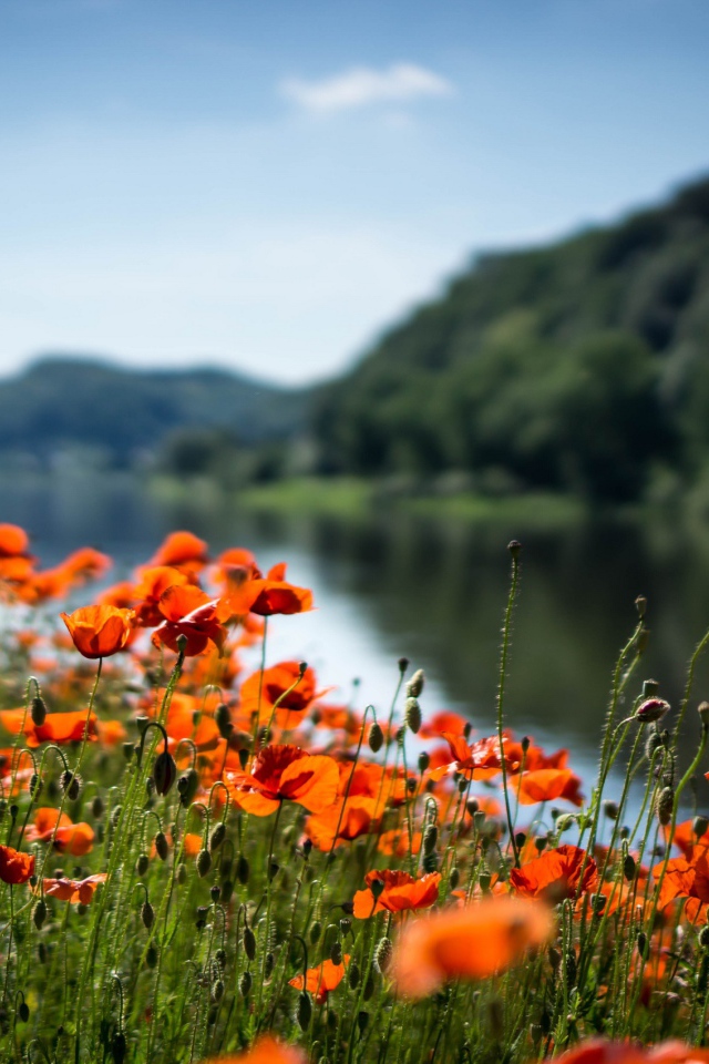 Красные маки в лучах солнца у реки