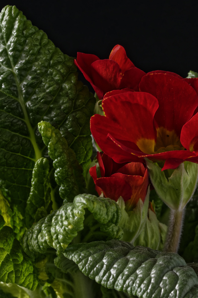 Красный цветок примулы в зеленых листьях на черном фоне