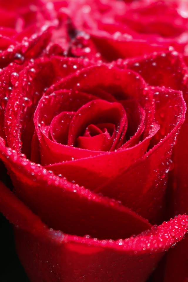 Бутоны красной розы в каплях росы крупным планом