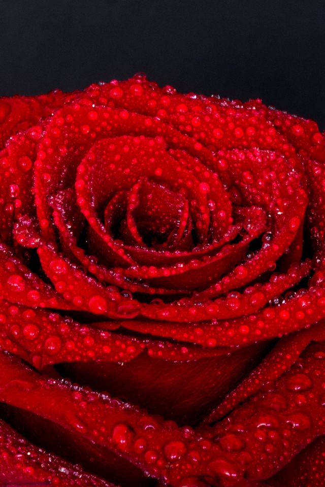 Цветок красной розы в каплях воды на сером фоне