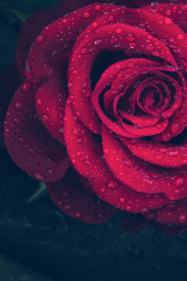 Красная роза в каплях воды на лепестках 