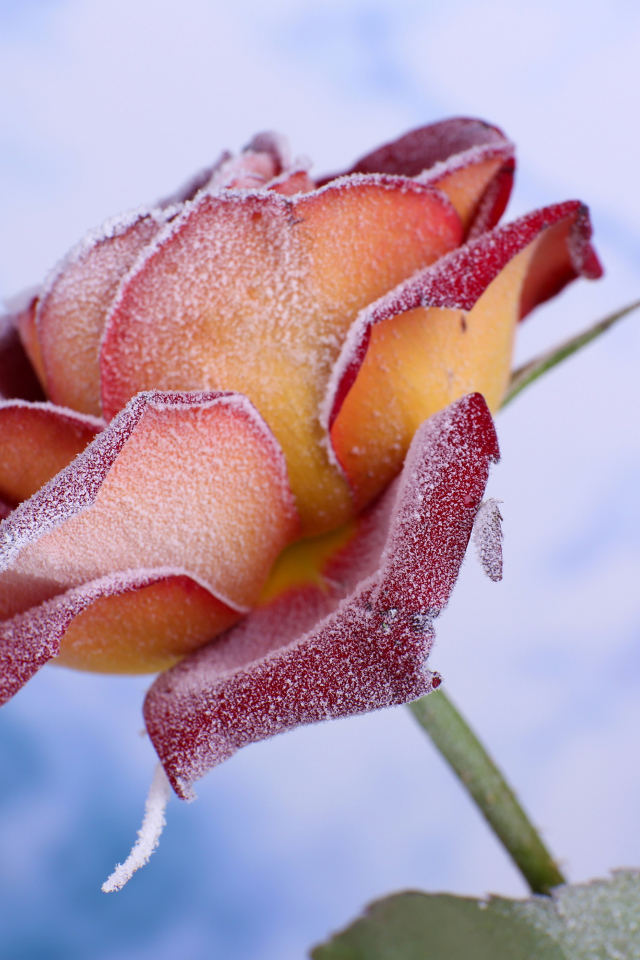 Лепестки красной розы покрыты инеем 