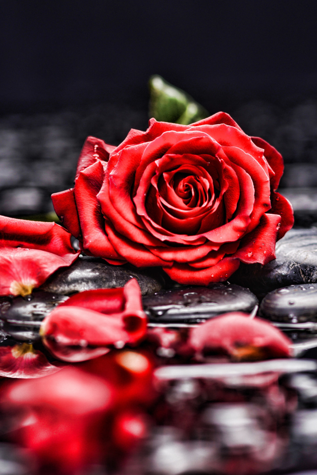 Красная роза с лепестками лежит на мокрых черных камнях