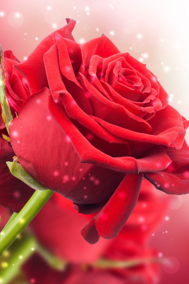 Красные розы на розовом фоне с боке