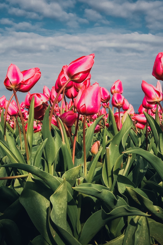 Красные тюльпаны на поле под голубым небом