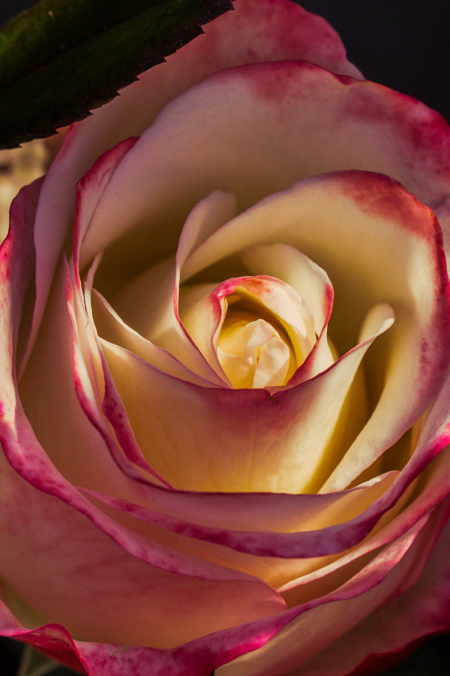 Роза с нежными бело-розовыми лепестками крупным планом