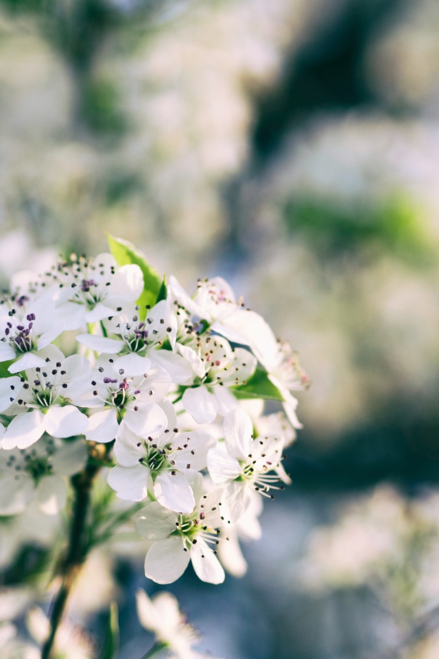 Весенние белые цветы на ветке дерева
