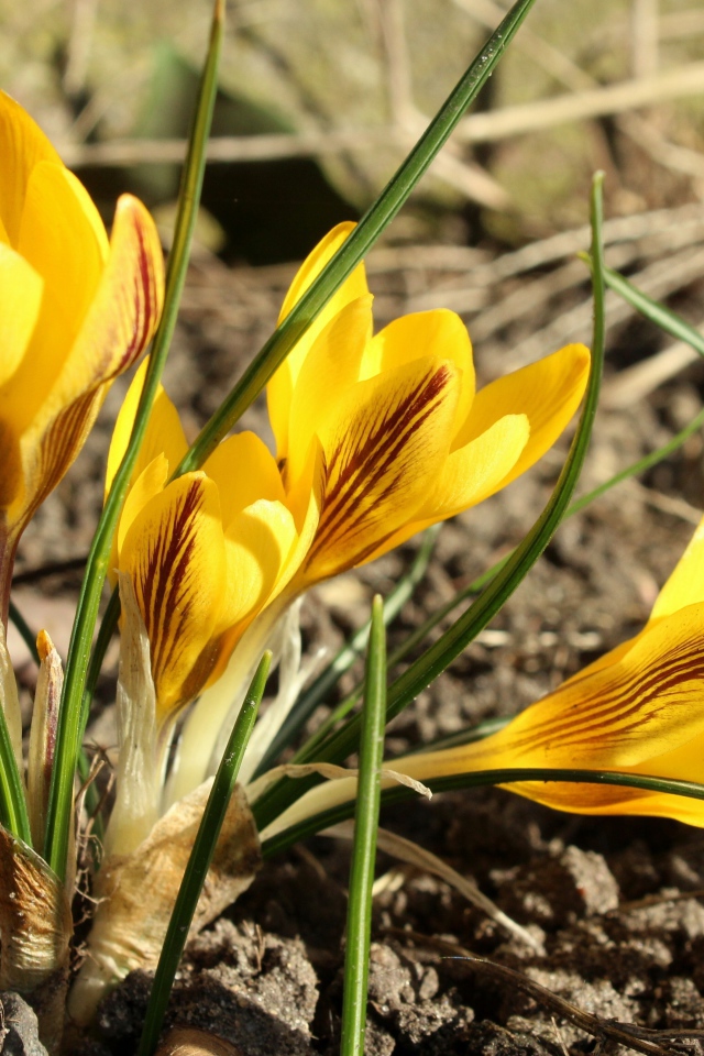 Солнечные желтые крокусы на земле весной