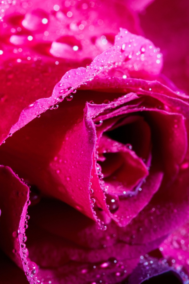 Нежная розовая роза в каплях росы крупным планом