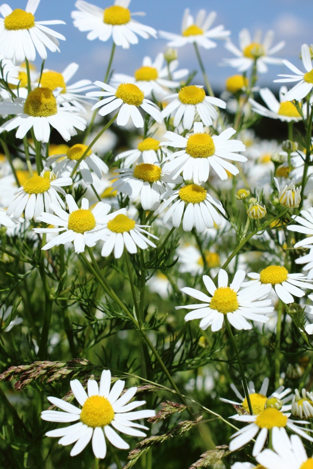 Нежные белые полевые ромашки крупным планом