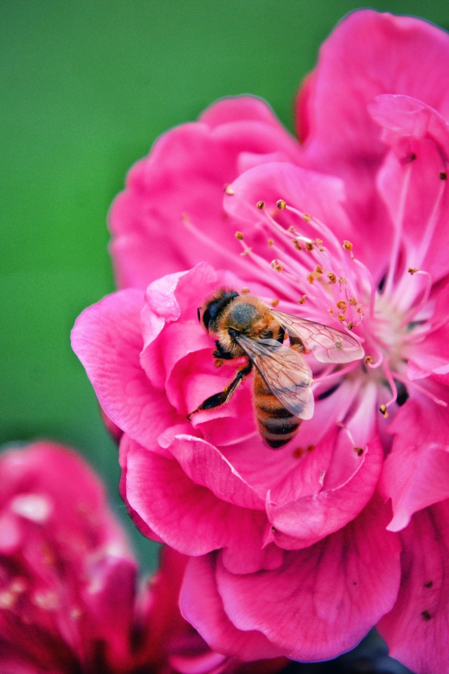 Пчела сидит на розовом цветке на зеленом фоне