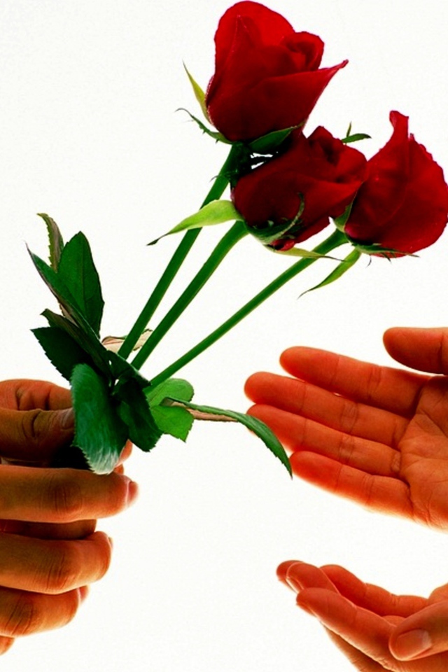 Парень дарит девушке три красных розы на белом фоне