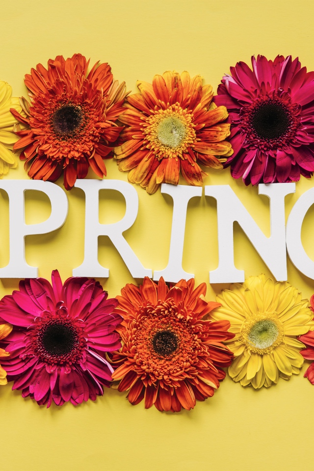 Надпись на английском весна с цветами герберы 