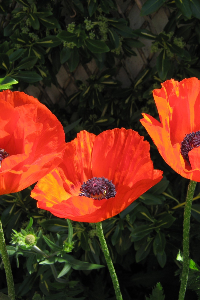 Три красивых красных мака в лучах солнца