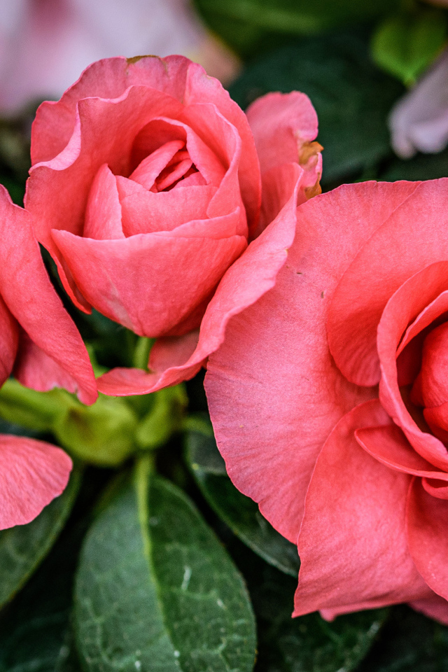 Три нежных розовых цветка бегонии крупным планом