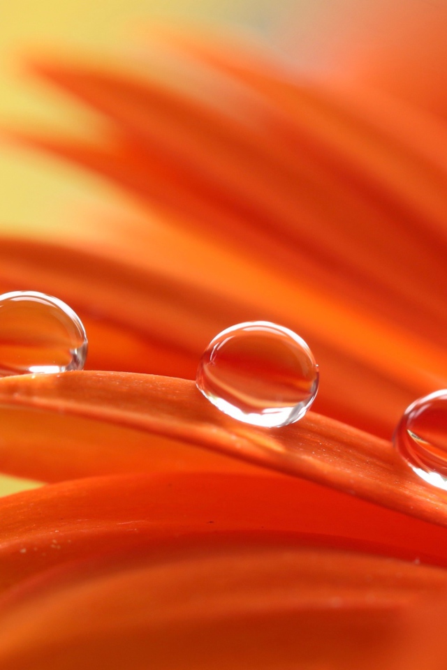 Три капли воды на лепестках оранжевой герберы
