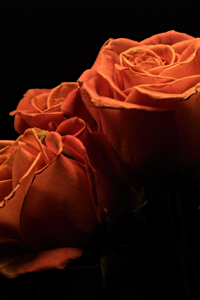 Три оранжевые розы на черном фоне 